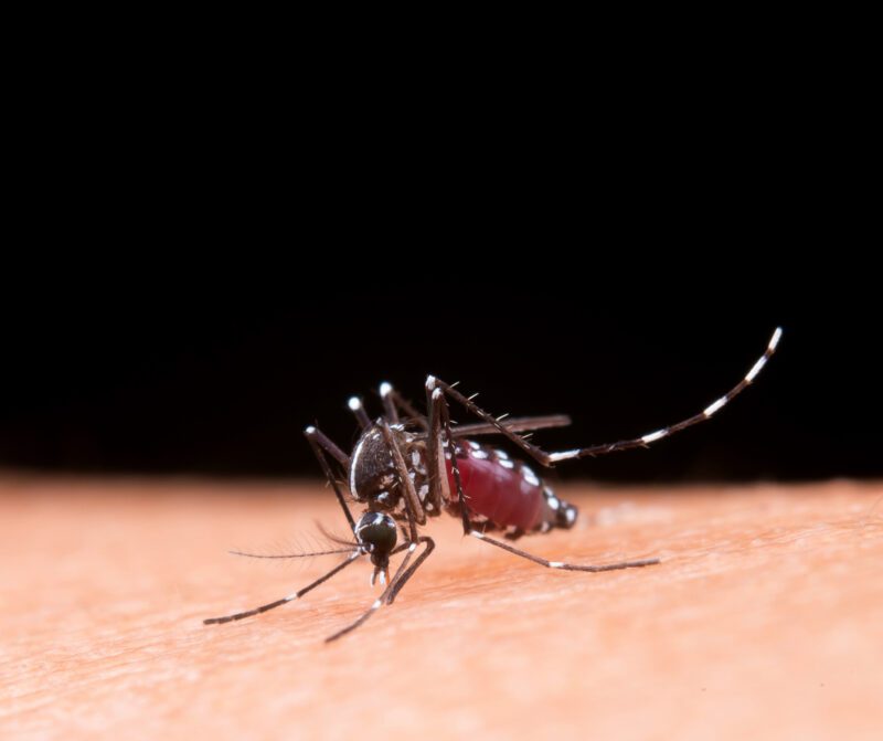 Chikungunya France